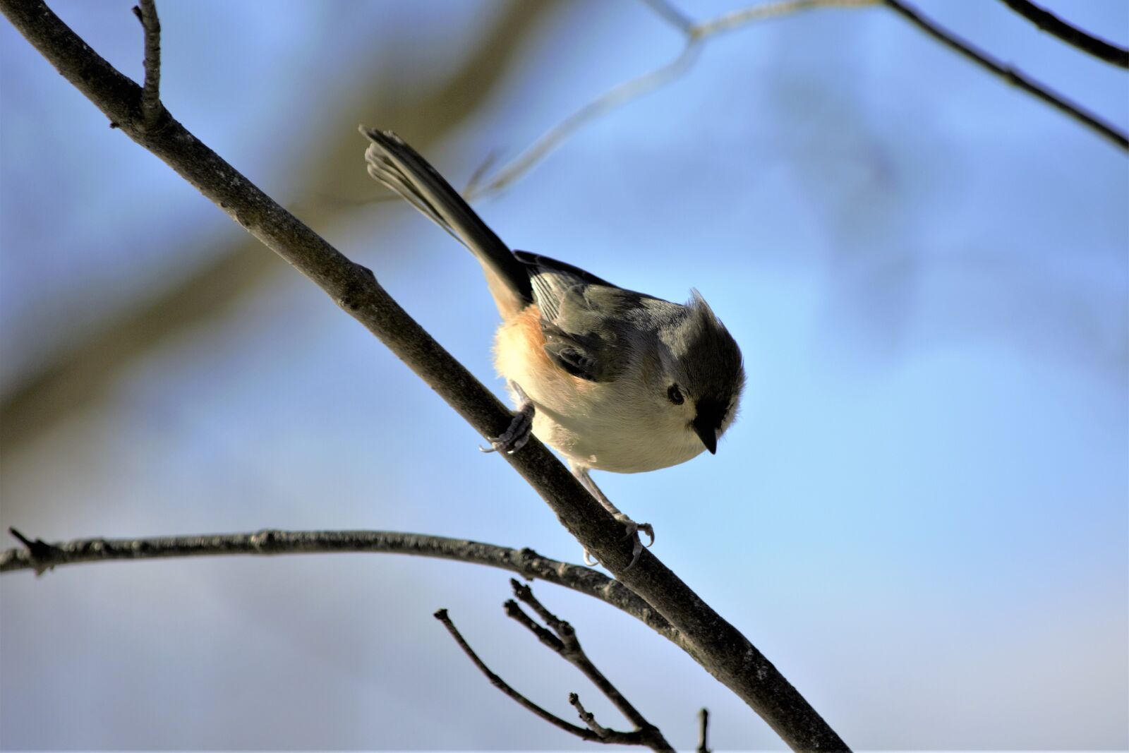Nikon D7100 sample photo. Bird, colorful, small photography