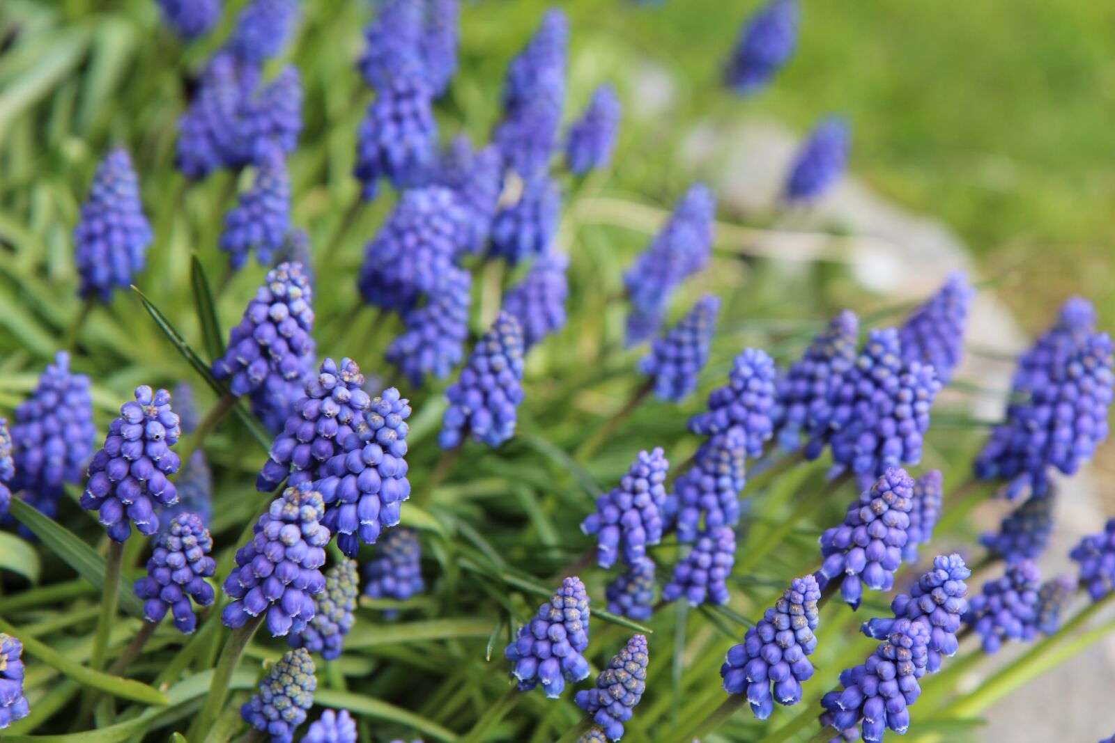 Canon EOS 600D (Rebel EOS T3i / EOS Kiss X5) sample photo. Muscari, flowering, blue photography