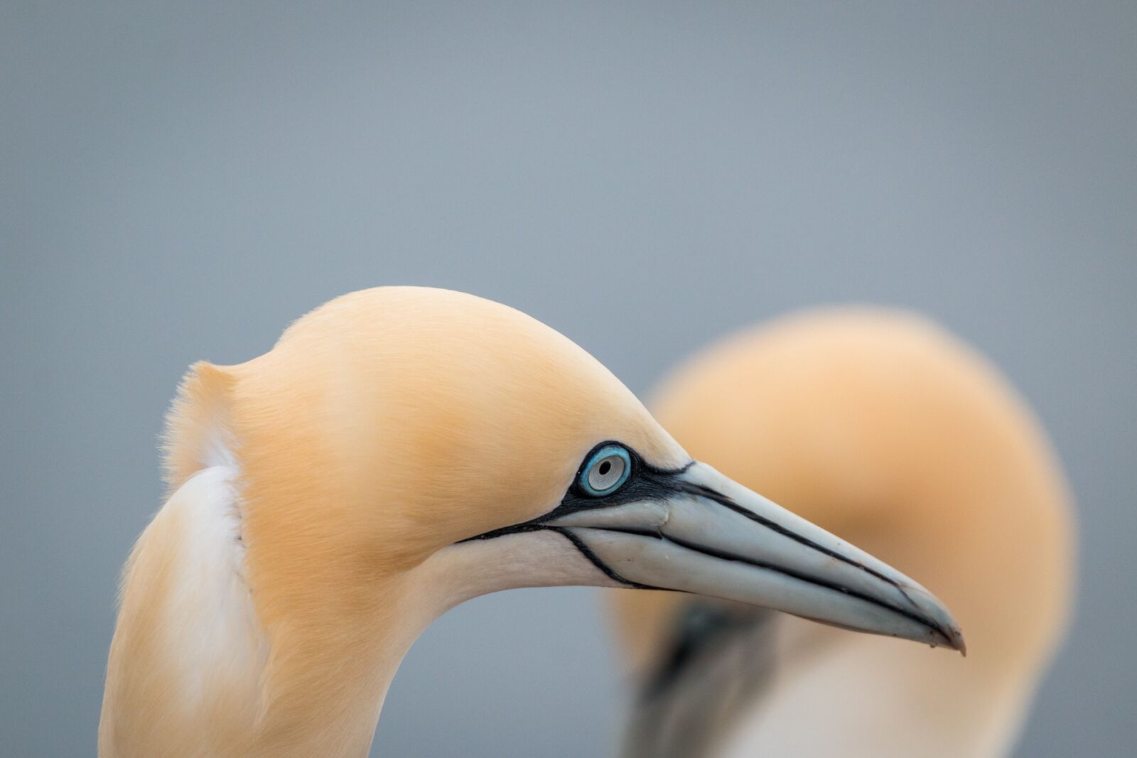 Canon EOS 70D + 150-600mm F5-6.3 DG OS HSM | Contemporary 015 sample photo. Northern gannet, boobies, morus photography