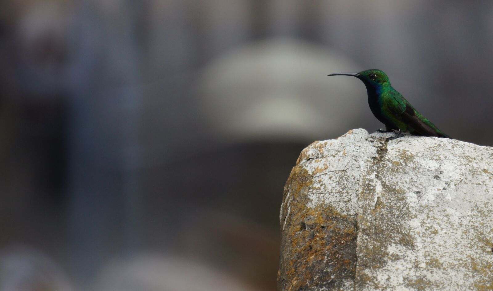 Sony SLT-A55 (SLT-A55V) + Sony 500mm F8 Reflex sample photo. Birds, nature, guatica photography