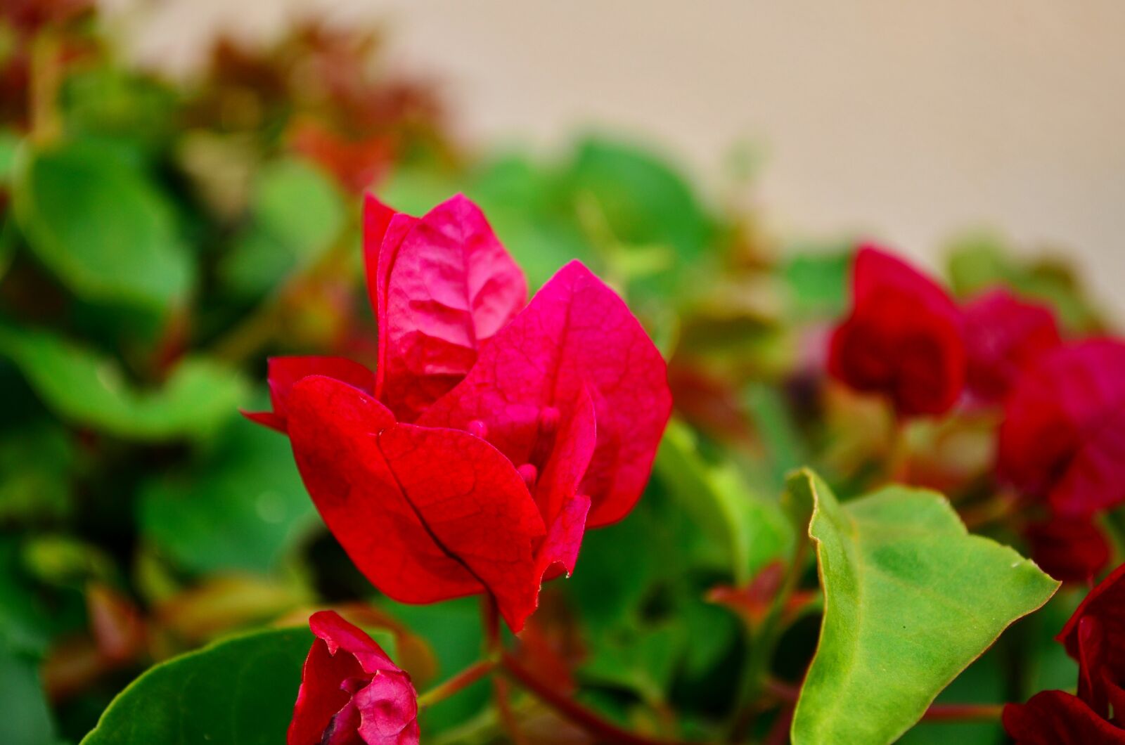 Nikon D5100 sample photo. Red, flower, colorful photography