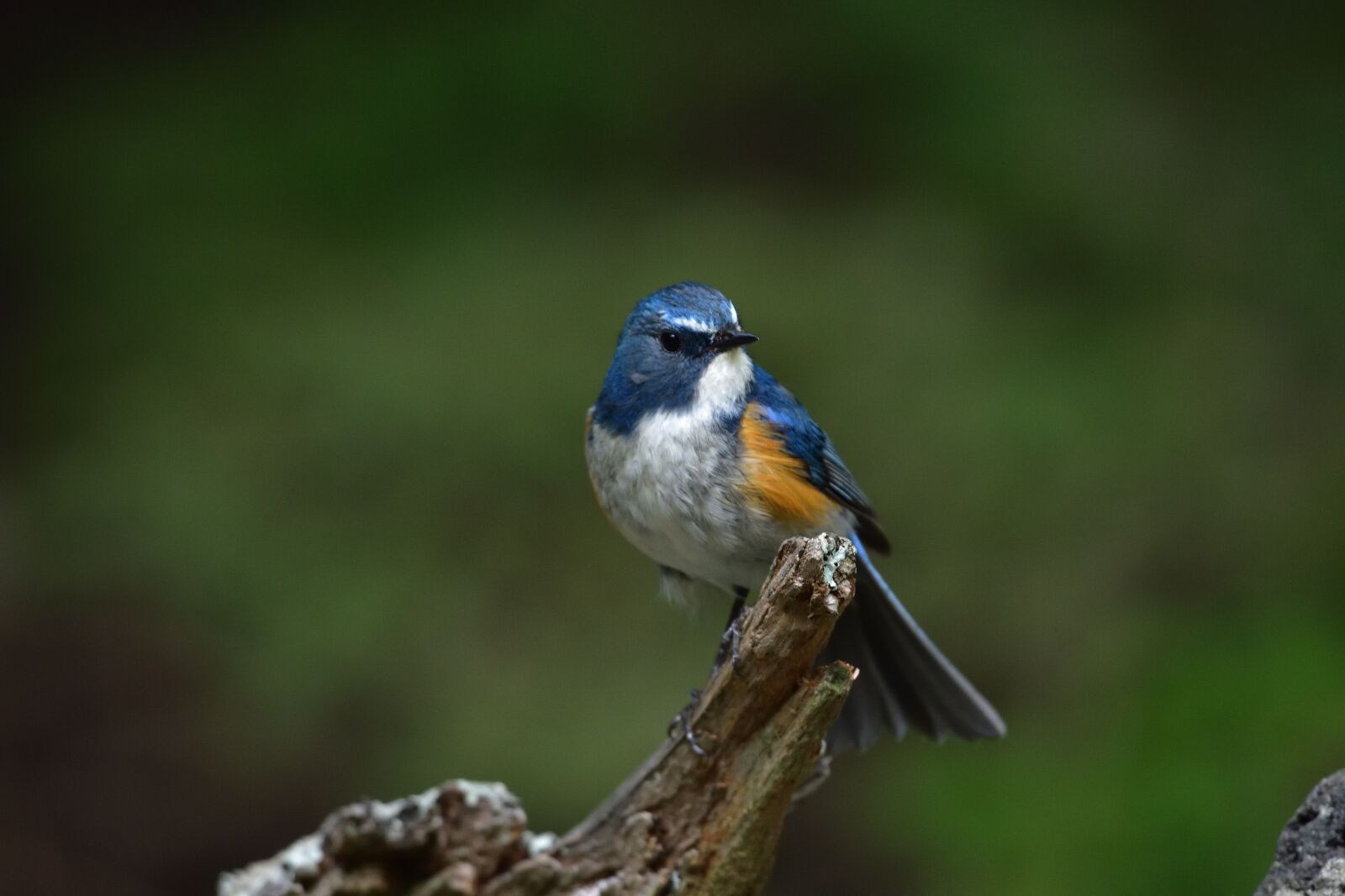 Nikon D810 sample photo. Bird, wild animals, natural photography