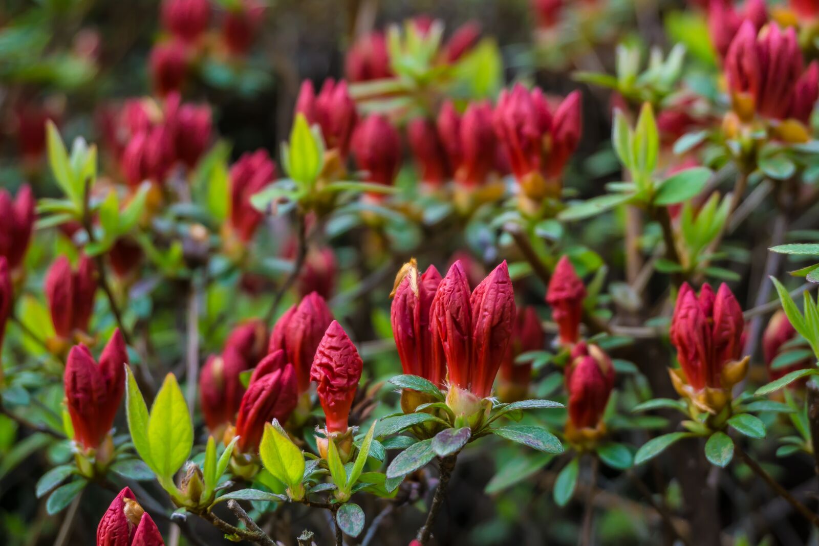 Sony a6000 sample photo. Spring, garden, azalea photography