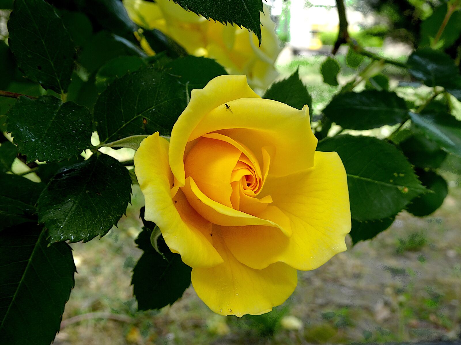 Sony Cyber-shot DSC-HX90V sample photo. Pink, roses, flowering shrubs photography