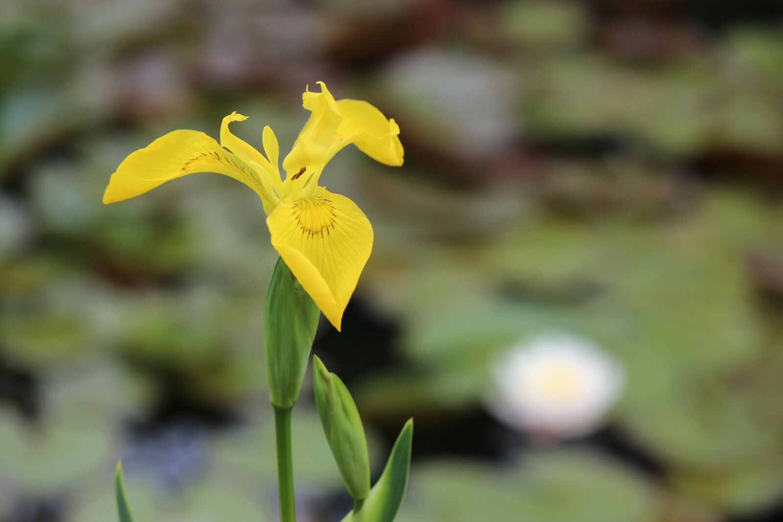Canon EOS 600D (Rebel EOS T3i / EOS Kiss X5) sample photo. Nature, flower, plant photography