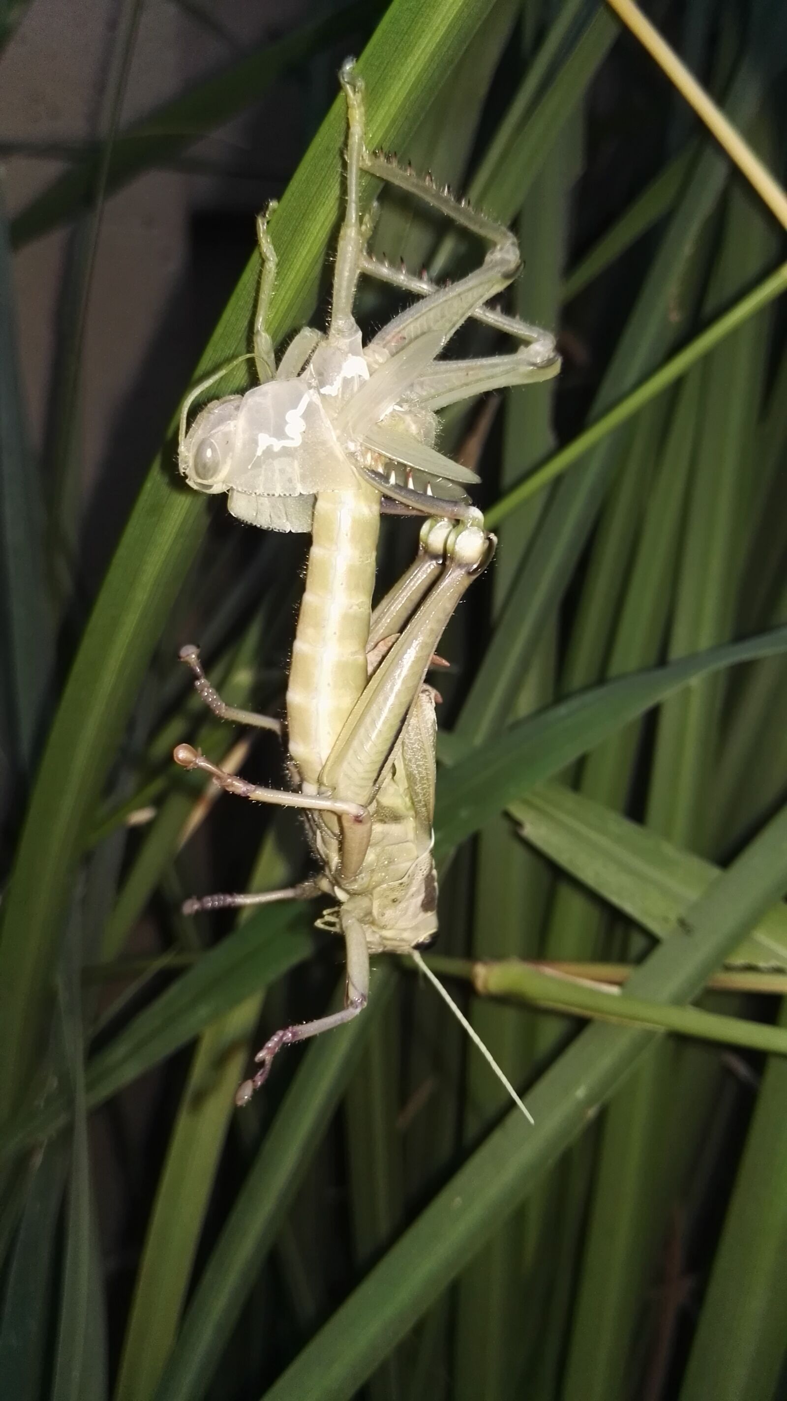 HUAWEI GRA-L09 sample photo. Locust, shedding, insect photography