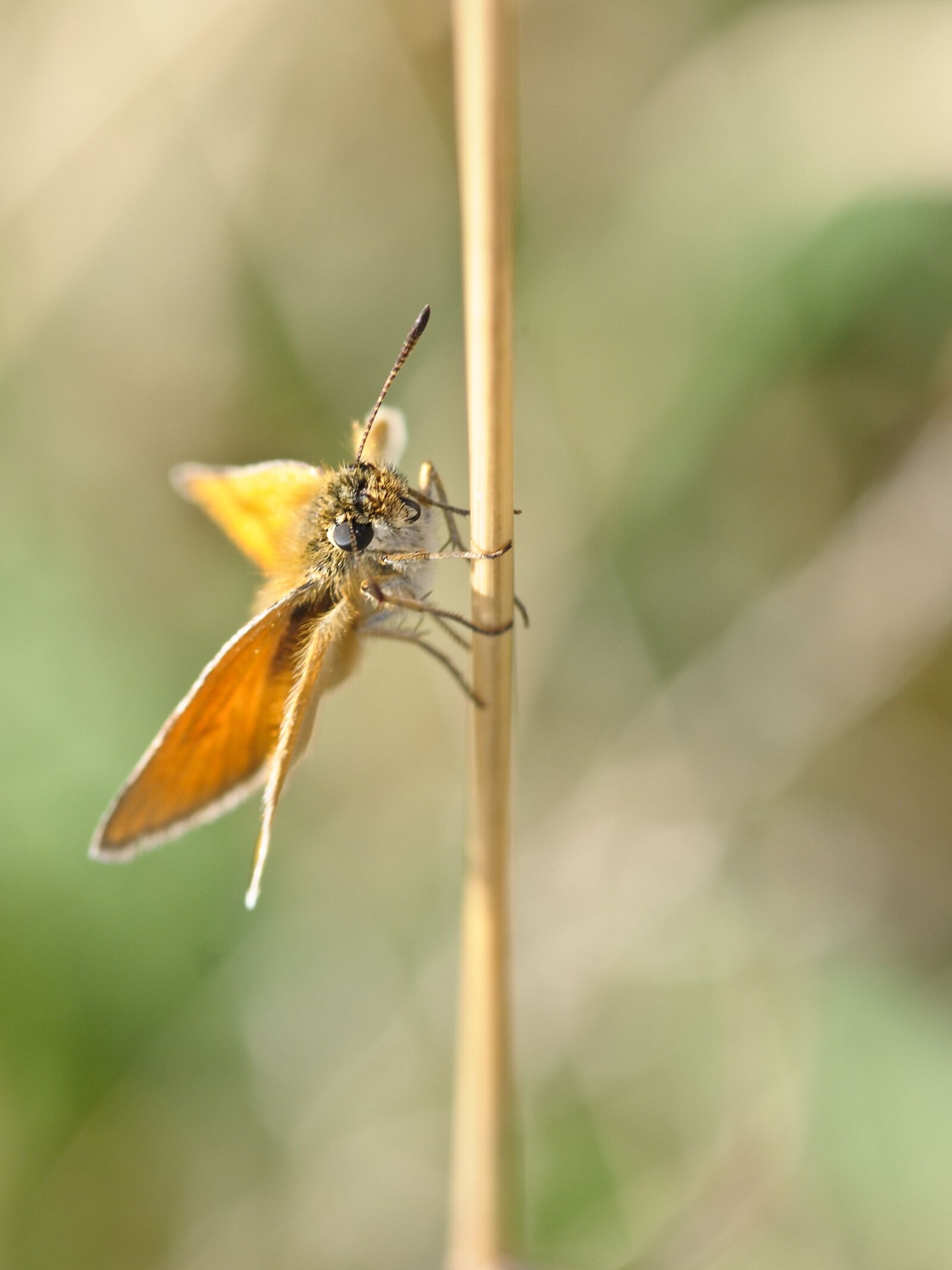 Nikon D300 sample photo. Butterfly, insect, macro photography