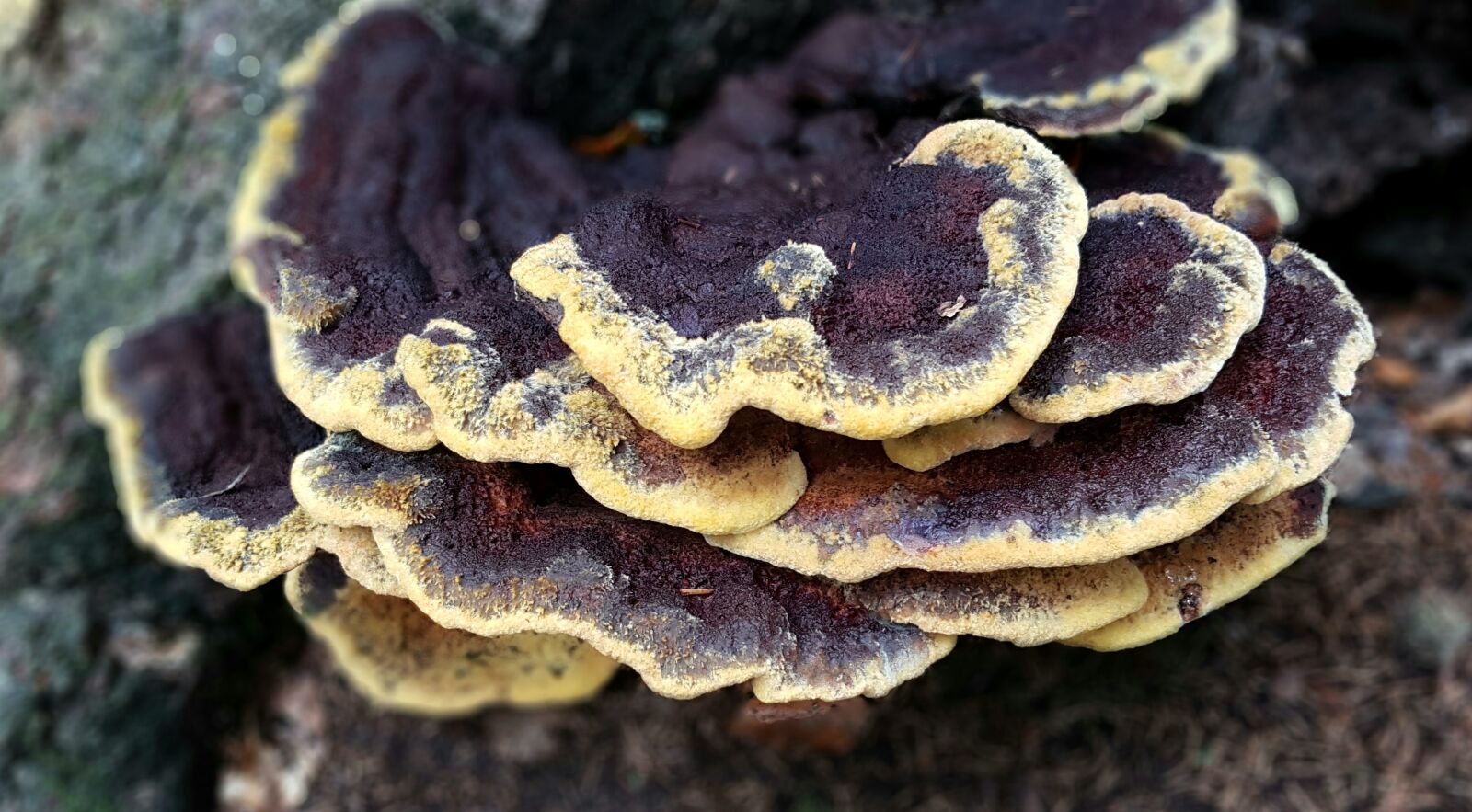 Samsung Galaxy S7 sample photo. Mushroom, tree fungus, forest photography