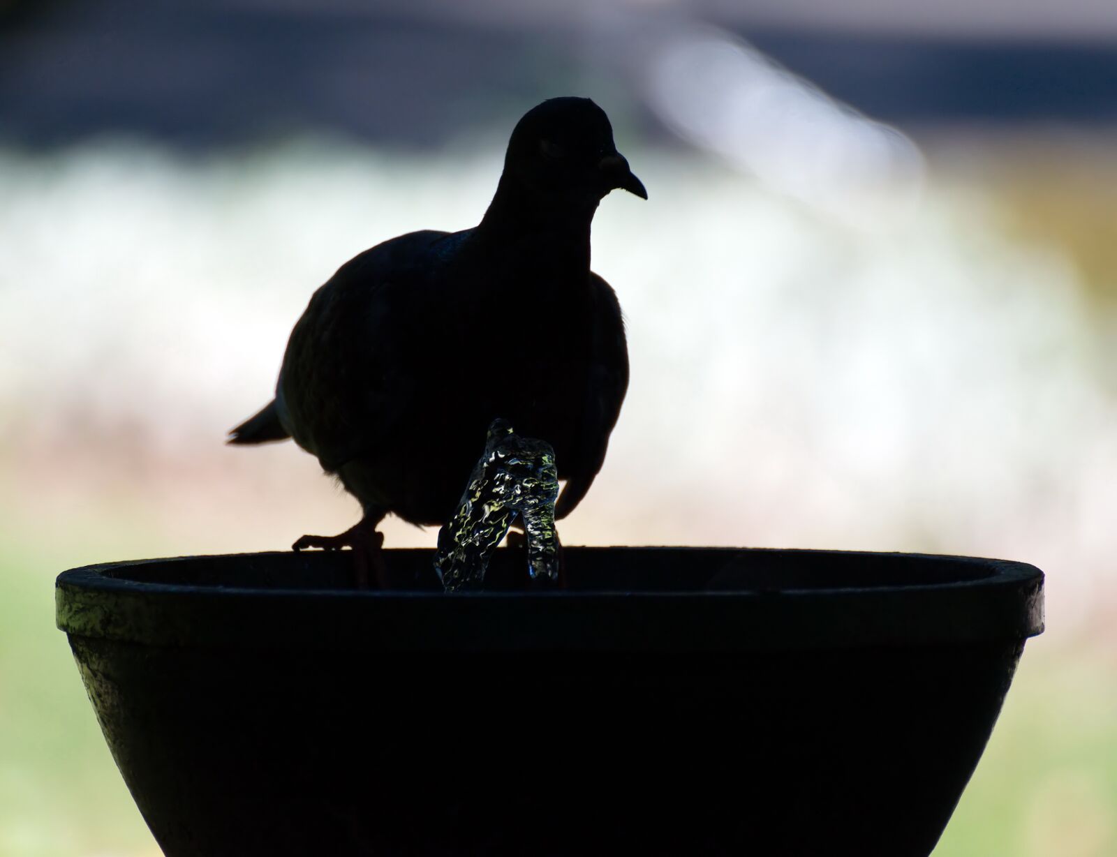 Nikon D5300 sample photo. Silhouette, pigeon, bird photography