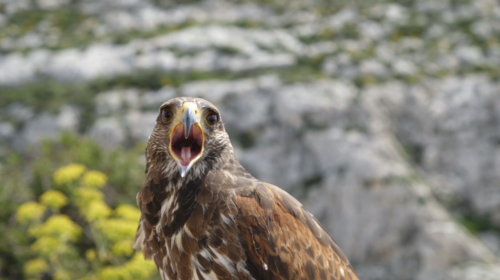 Fujifilm X-T20 sample photo. Falcon, bird, nature photography