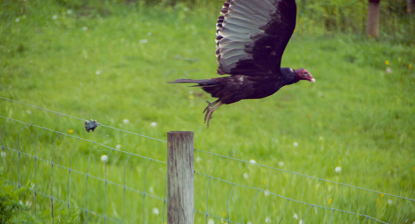 Sony SLT-A77 sample photo. Buzzard, predator, nature photography
