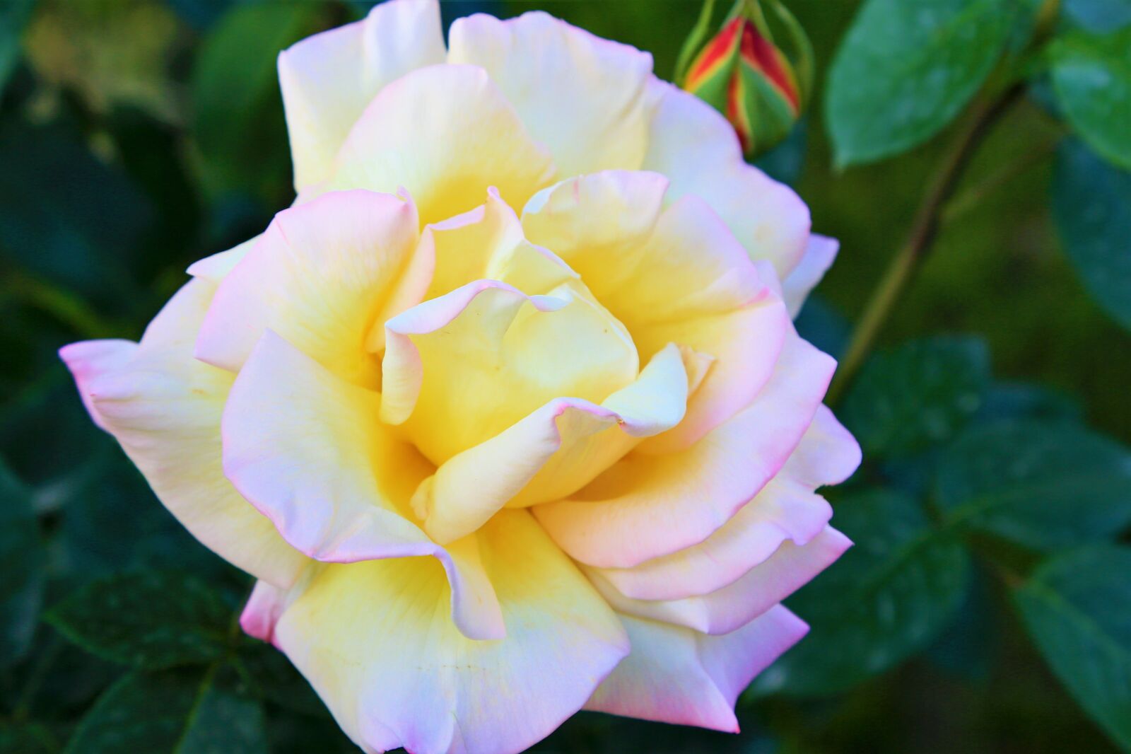 Canon EF 24-105mm F4L IS USM sample photo. Nature, rose, spring photography