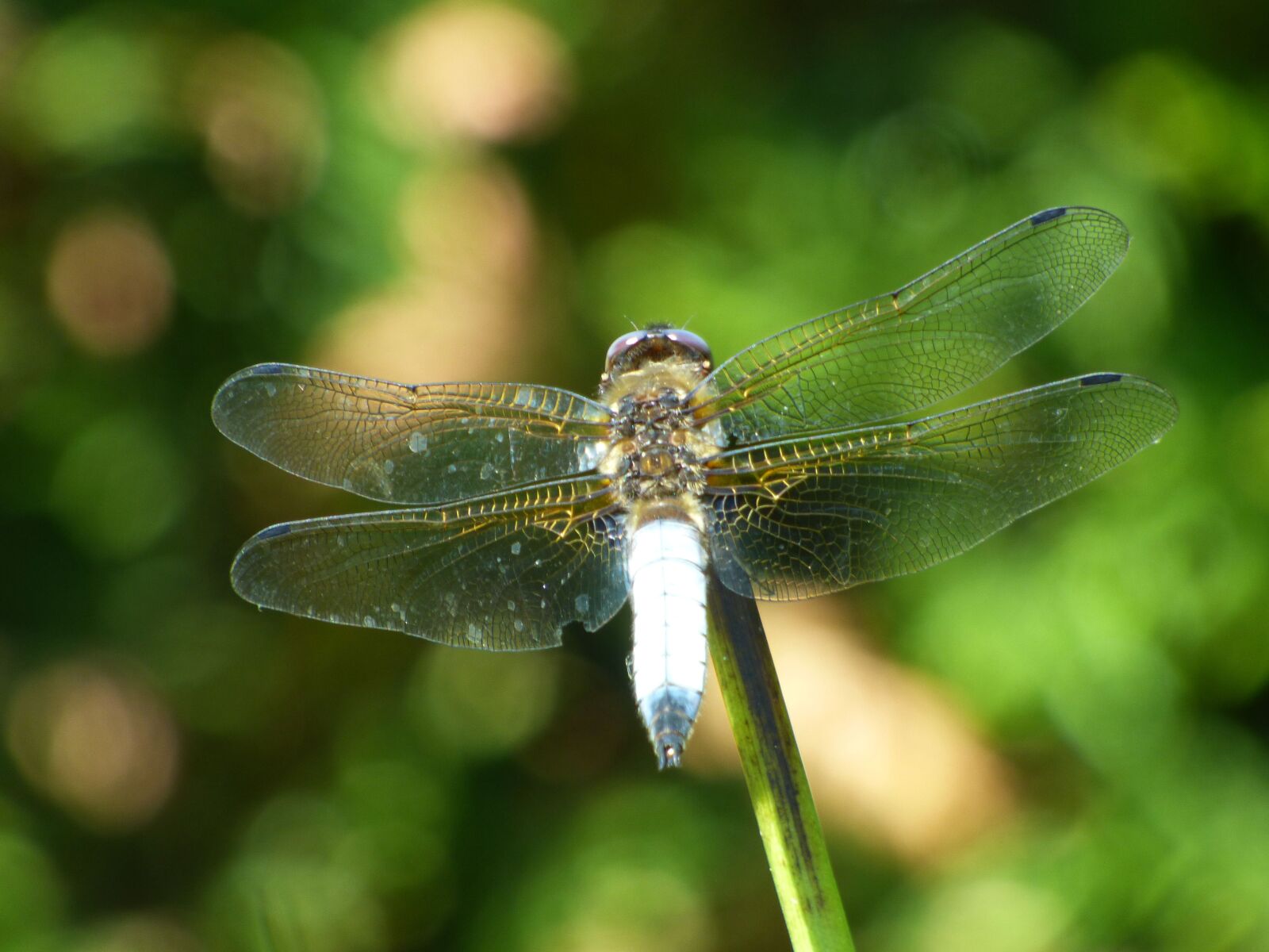 Panasonic DMC-FZ72 sample photo. Dragonfly, demoiselle, water photography