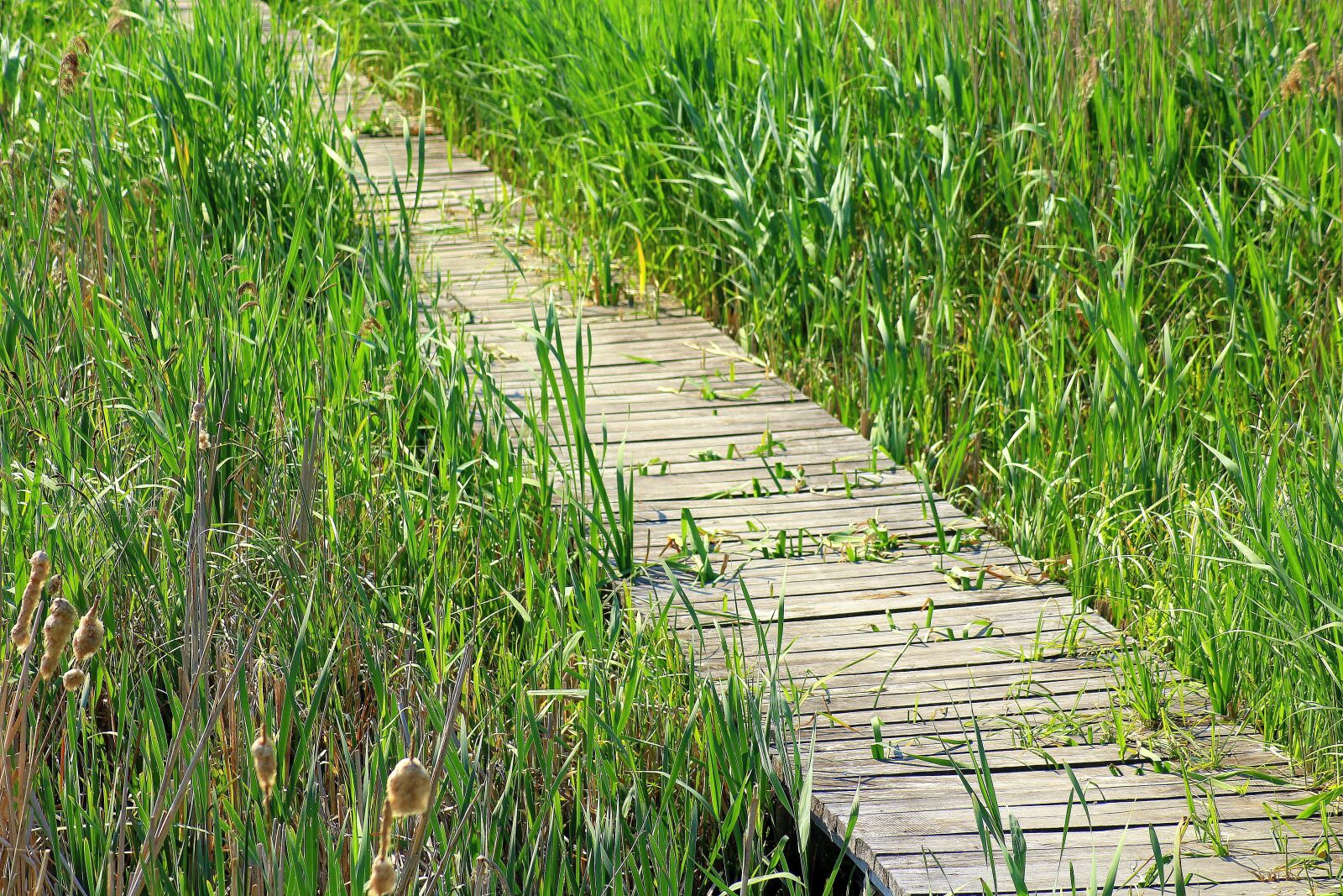 Canon EOS 1200D (EOS Rebel T5 / EOS Kiss X70 / EOS Hi) sample photo. Footbridge, wooden bridge, boards photography