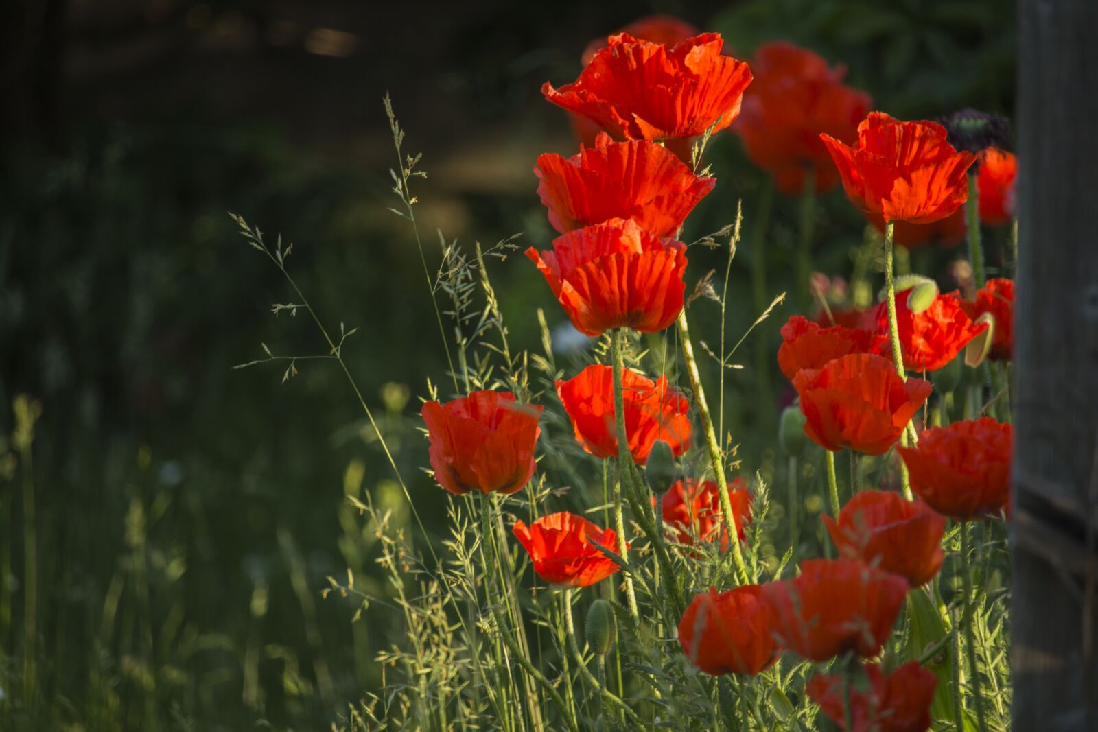 Canon EOS 700D (EOS Rebel T5i / EOS Kiss X7i) sample photo. Poppies, summer, heat photography