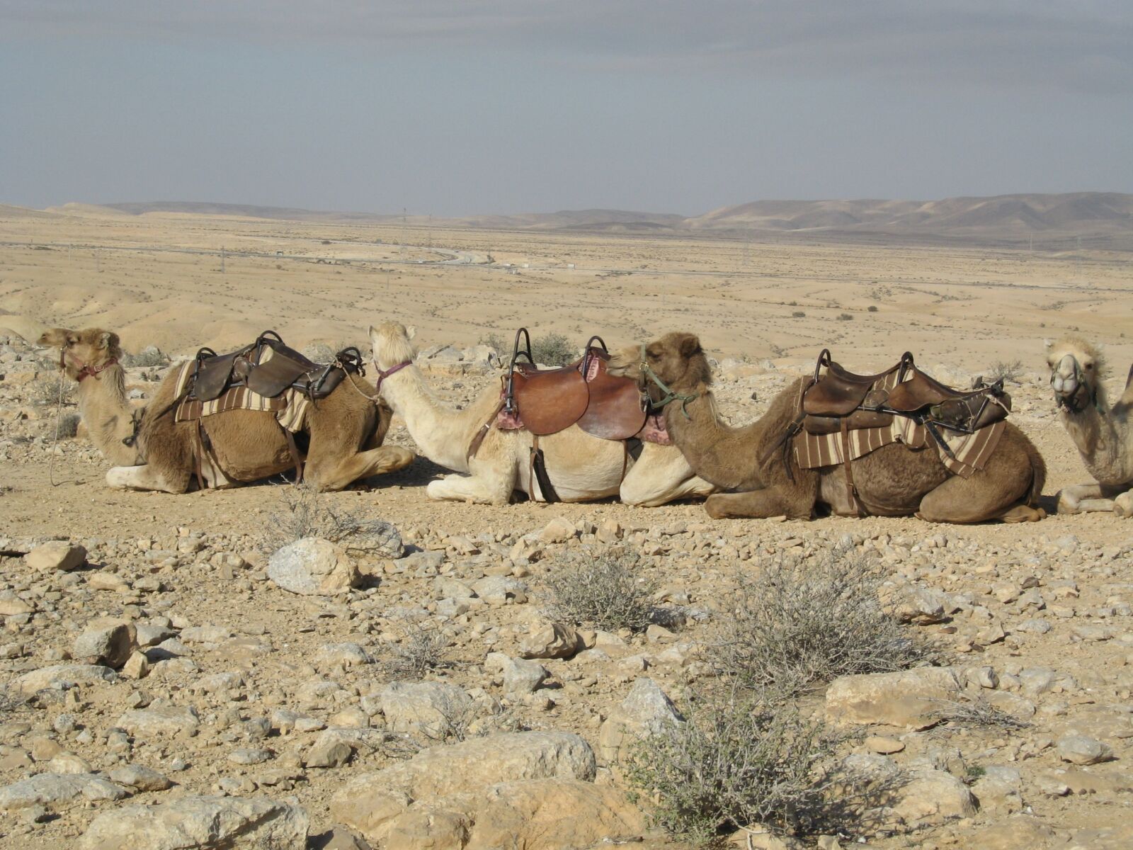 Canon POWERSHOT A550 sample photo. Camels, sand, desert photography