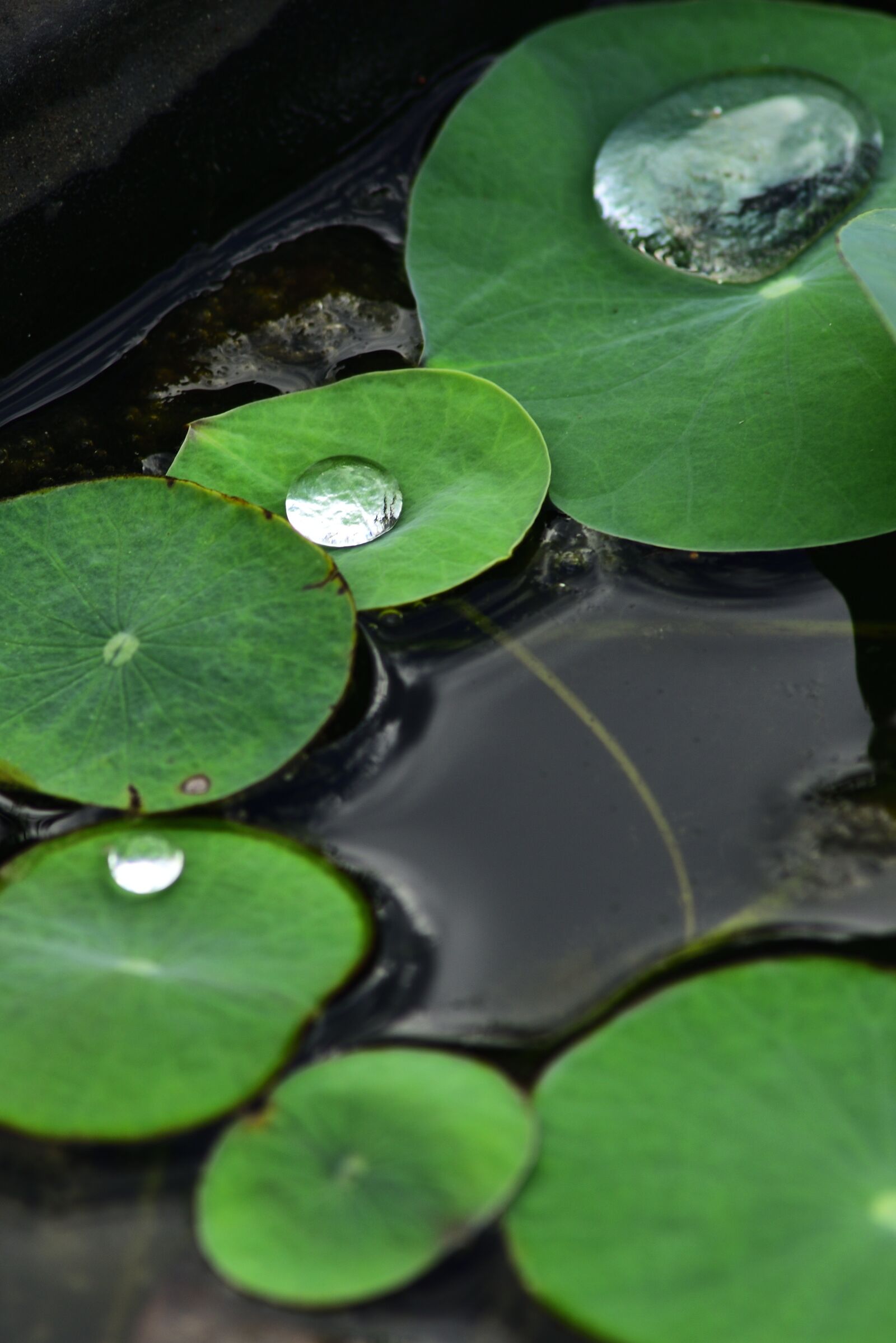 Nikon D750 sample photo. Water drops, water droplets photography