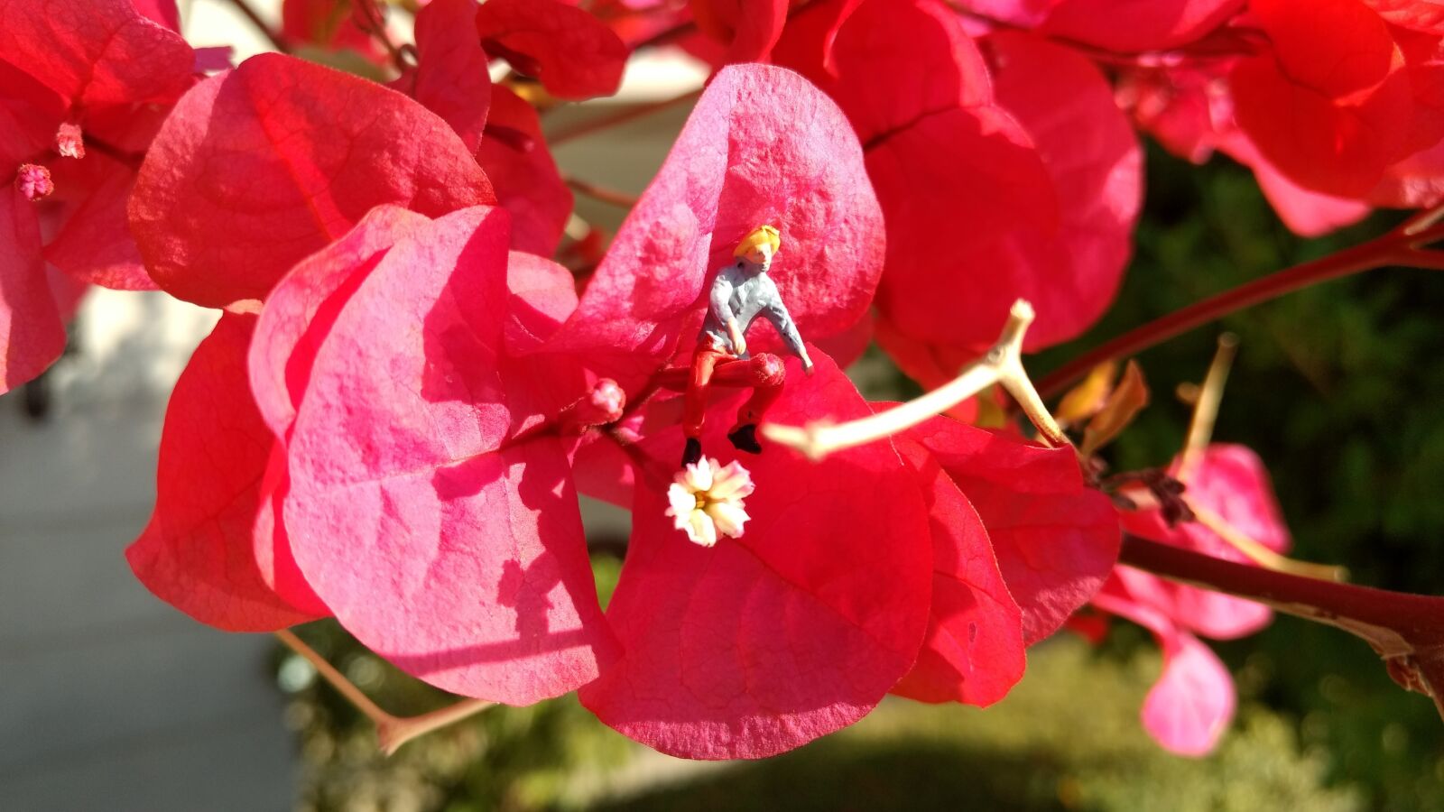 Motorola Moto G (4) sample photo. Miniature figures, blossom, bloom photography
