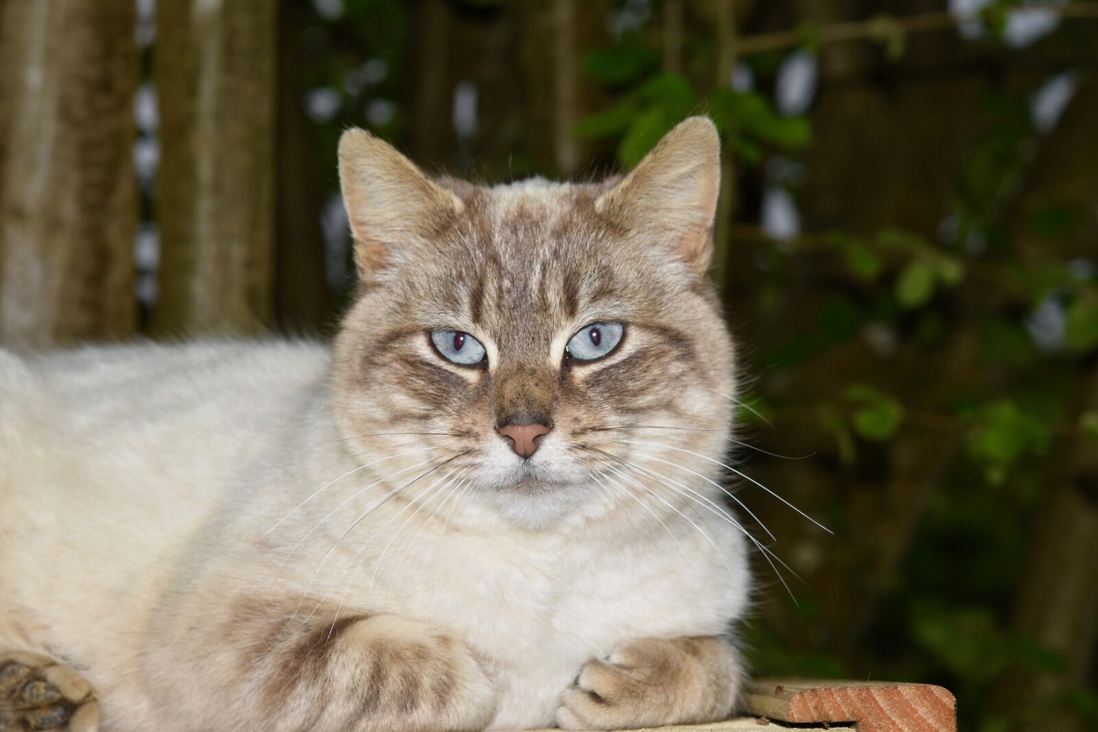 Nikon D5600 sample photo. Cat, feline, cat blue photography