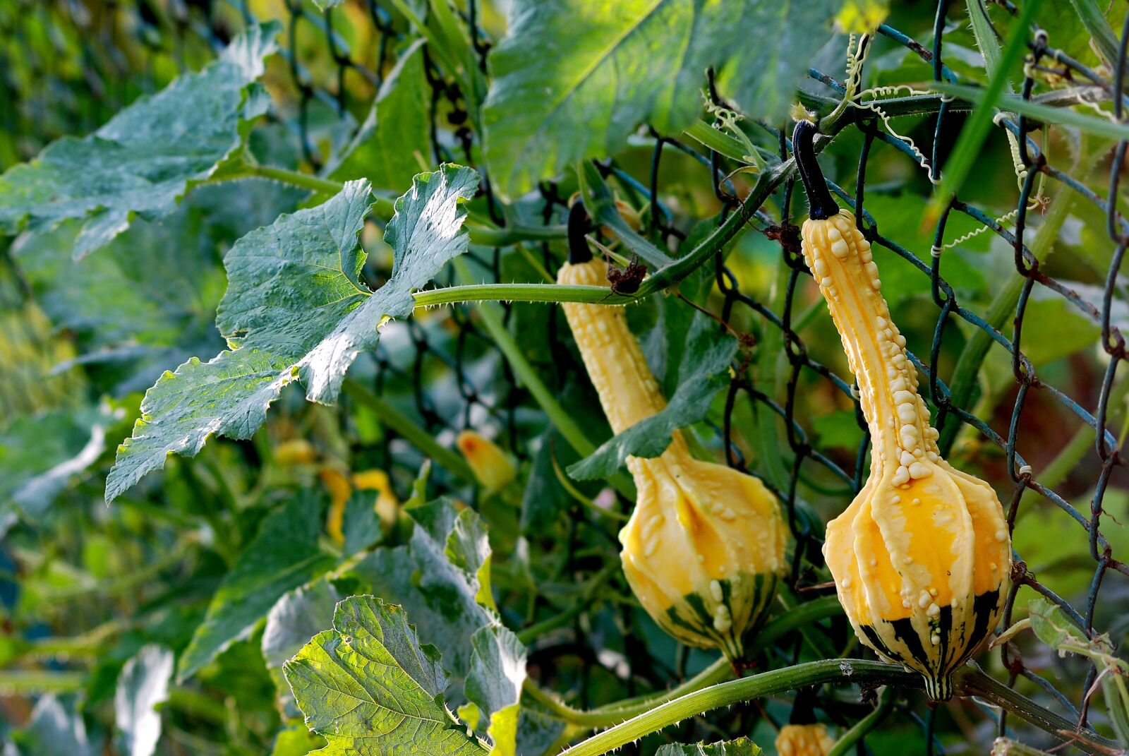 Nikon D80 sample photo. Fruit, eating, leaf photography