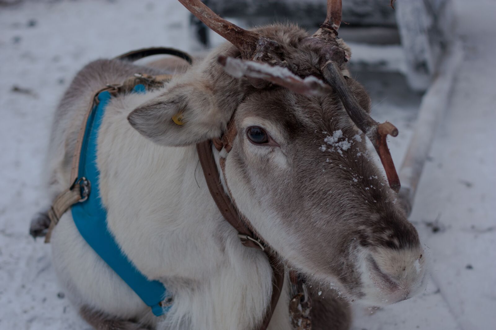 Canon EOS 450D (EOS Rebel XSi / EOS Kiss X2) + Canon EF 50mm F1.8 II sample photo. Lapland, reindeer, sled photography
