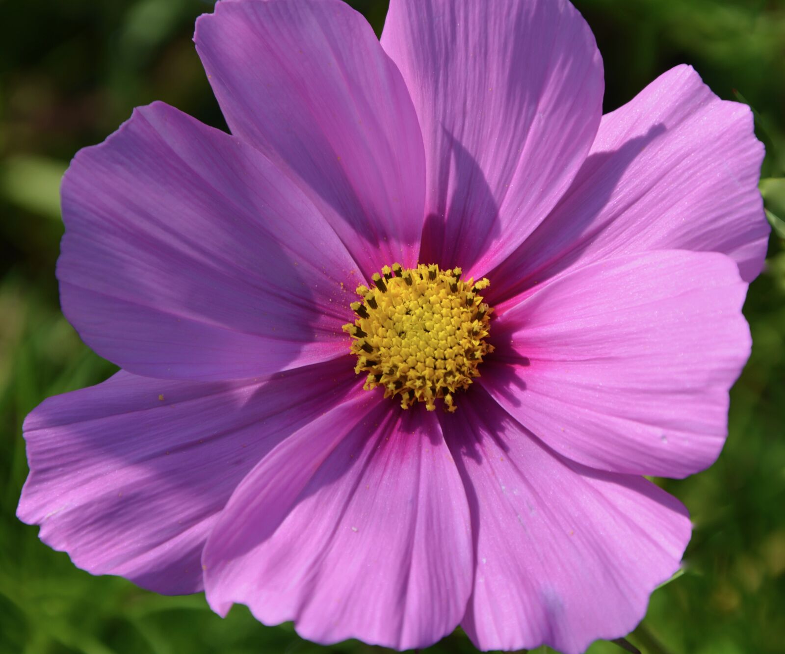 Nikon D5200 sample photo. Flower, purple flower, bright photography