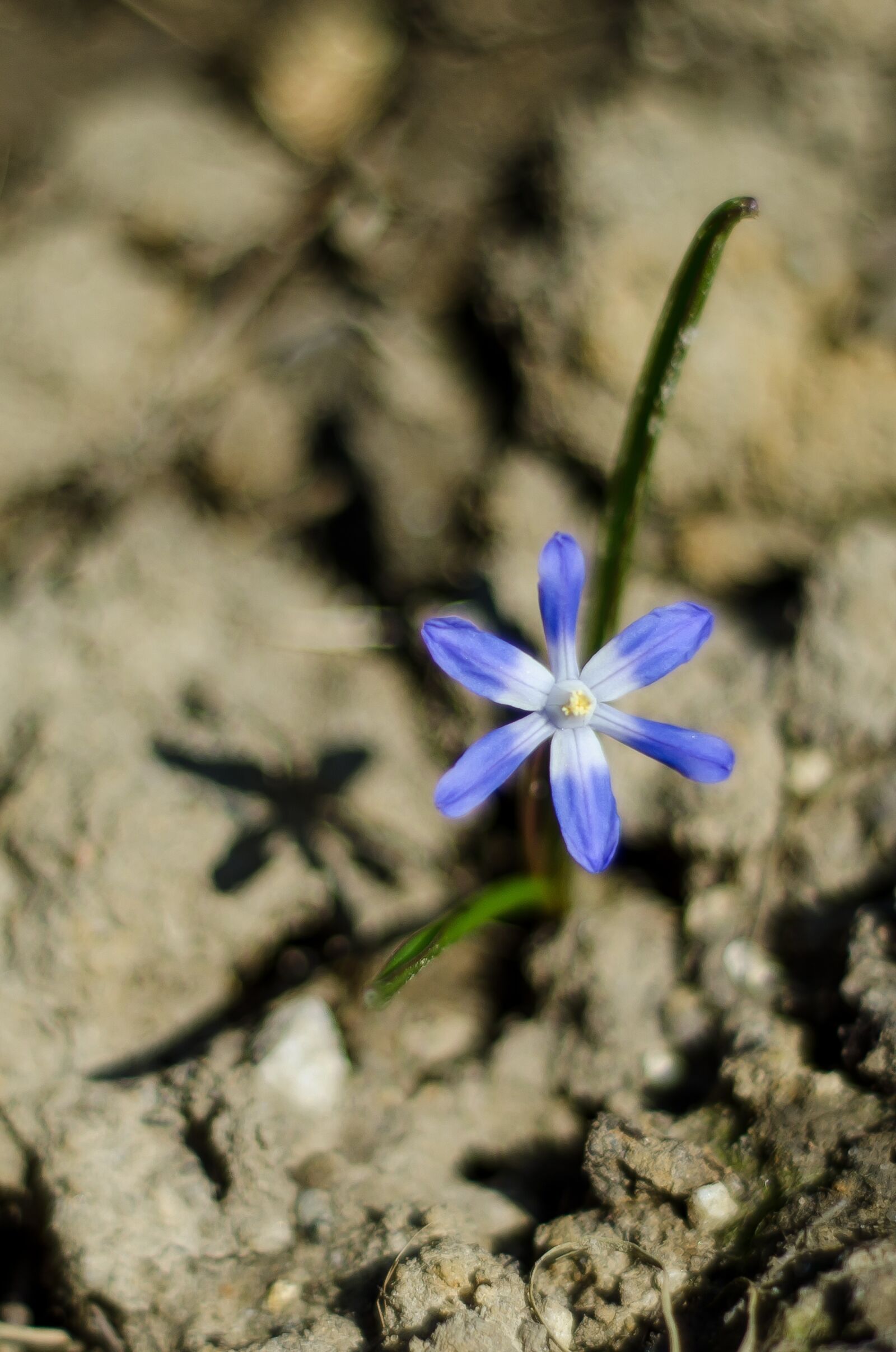 Nikon D7000 sample photo. Flower, blue flower, violet photography