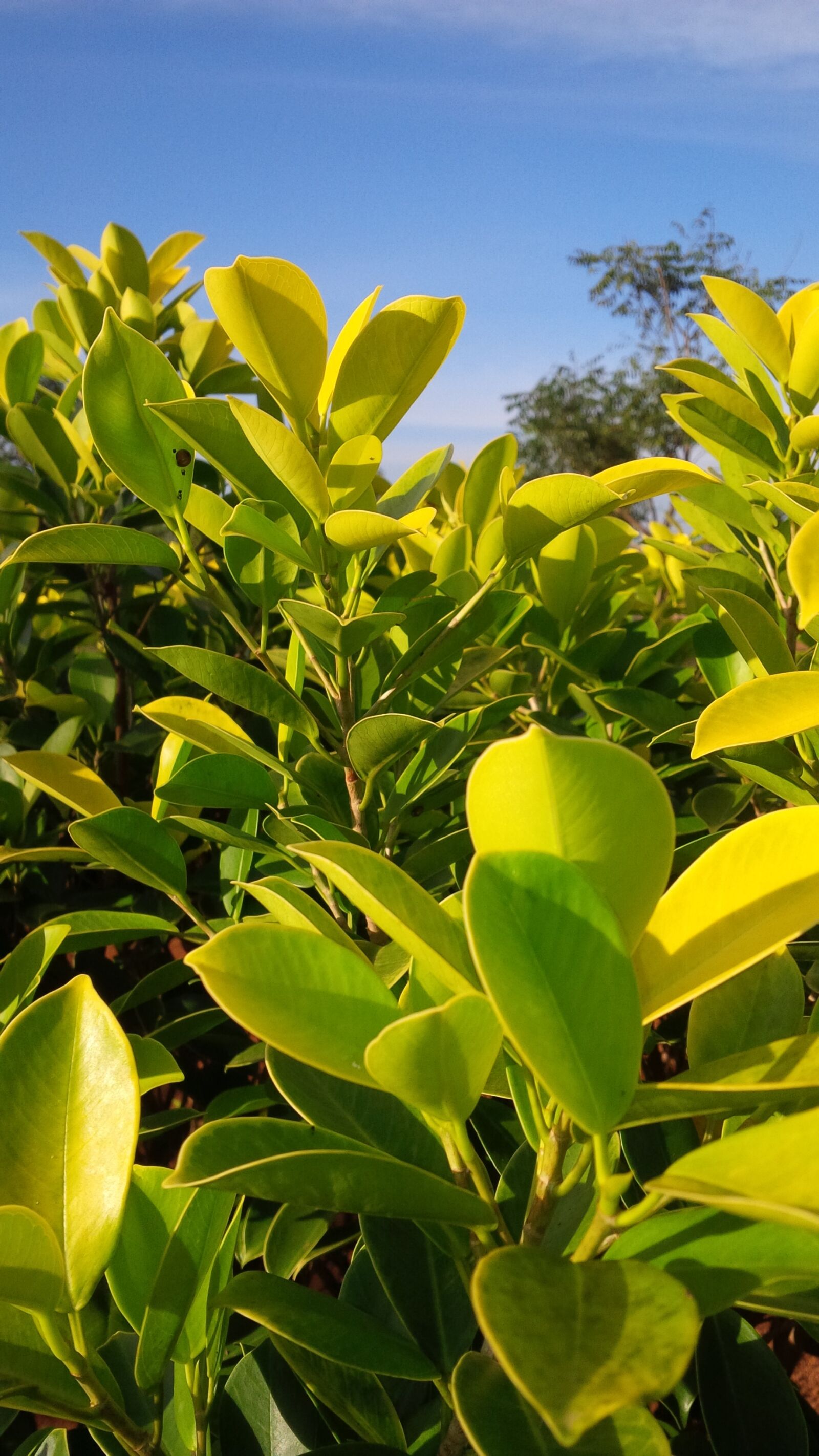 BlackBerry Z10 sample photo. Nature, outdoors, green photography