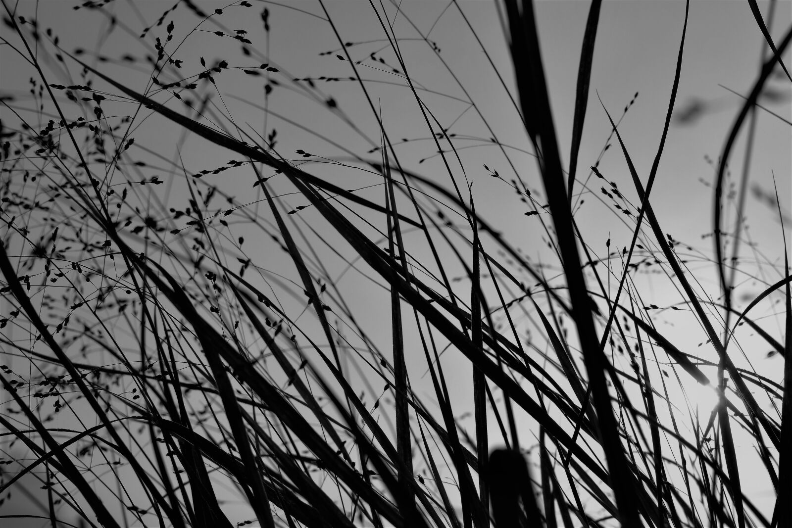 Nikon D5500 sample photo. Grass, backlighting, nature photography