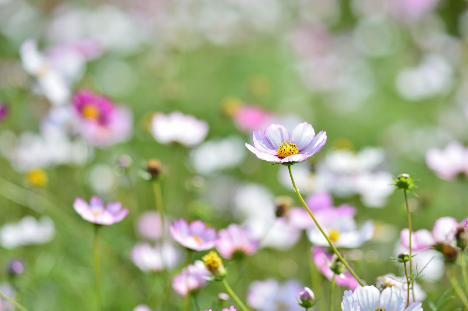 Nikon Df sample photo. Landscape, plant, flowers photography