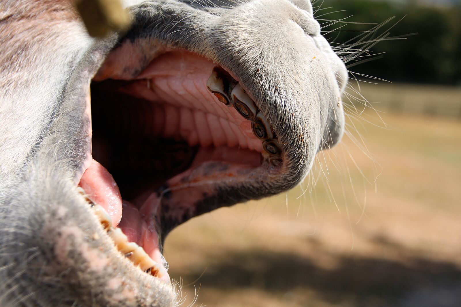 Canon EOS 650D (EOS Rebel T4i / EOS Kiss X6i) sample photo. Donkey, foot, teeth photography