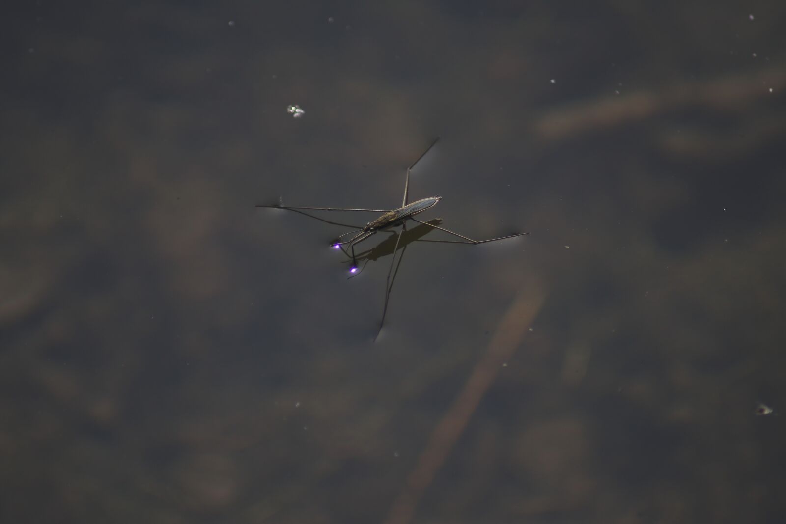 Canon EOS 80D sample photo. Water striders, pond, nature photography