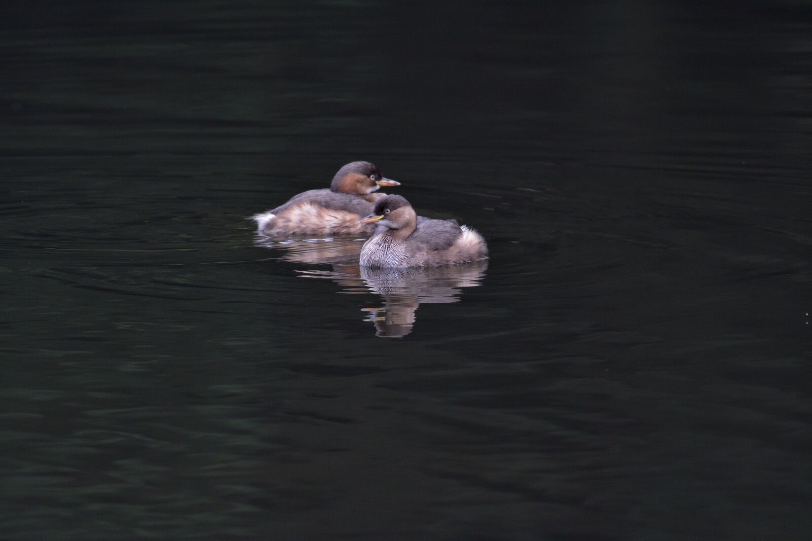 Nikon D500 sample photo. Waters, pond, reflection photography