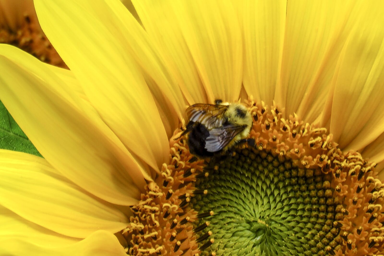 Canon PowerShot SX60 HS sample photo. Sunflower, flower, yellow photography