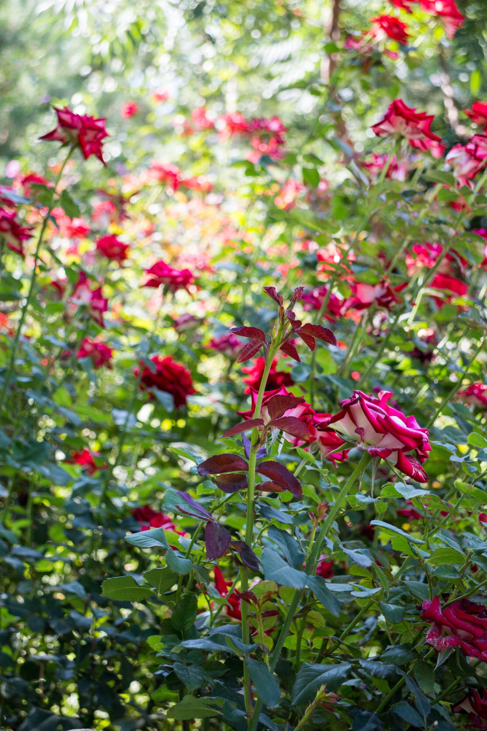 Canon EOS M + Canon EF-M 18-55mm F3.5-5.6 IS STM sample photo. Roses, sun, flowers photography