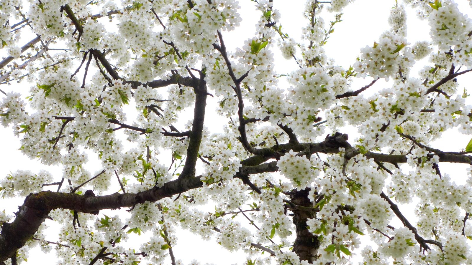 Panasonic Lumix DMC-LX7 sample photo. Cherry tree, flowers, white photography