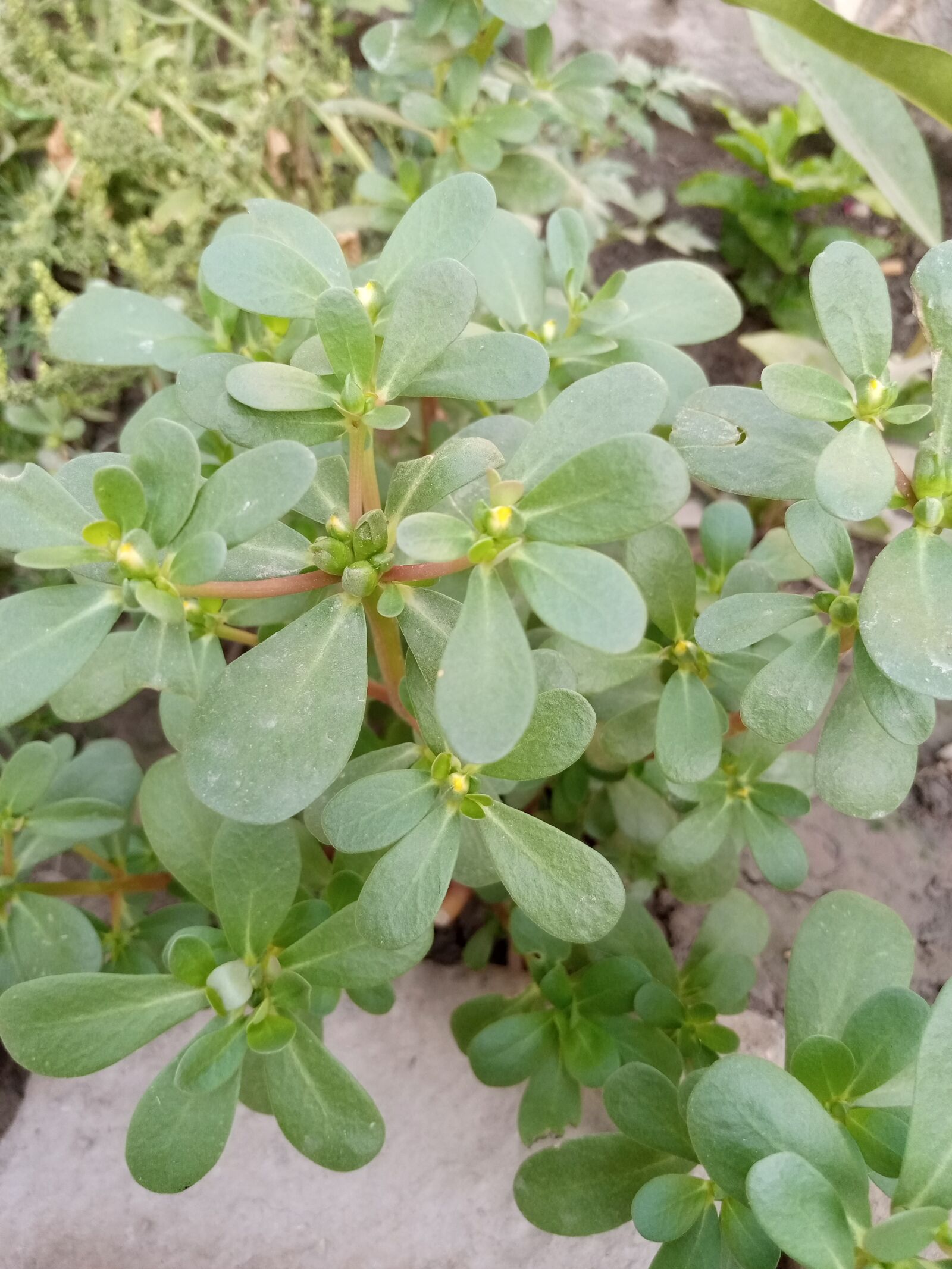 INFINIX MOBILITY LIMITED Infinix X650C sample photo. Greenery, nature, outdoor photography