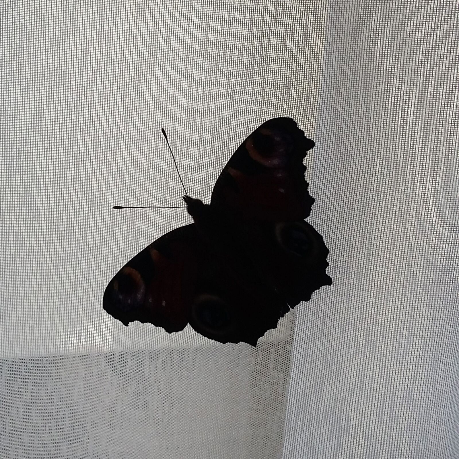 Samsung Galaxy A3 sample photo. Butterfly, silhouette, babôčka photography