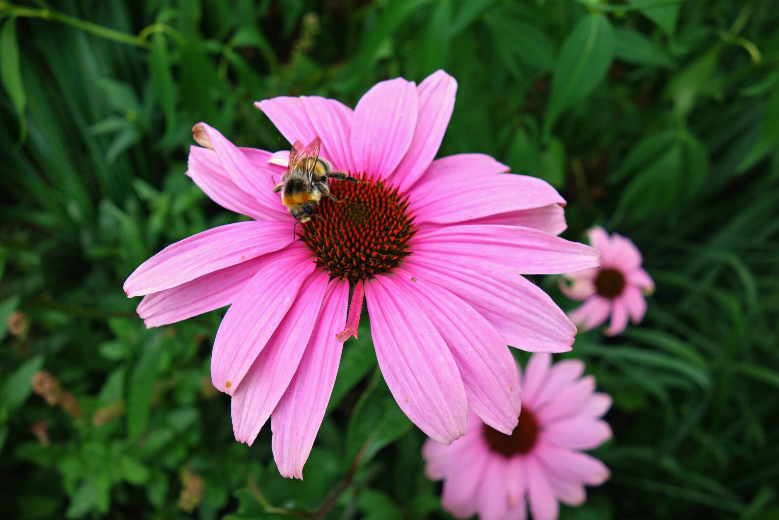 Sony Cyber-shot DSC-RX100 sample photo. Cone, flower, echinacea, purpurea photography