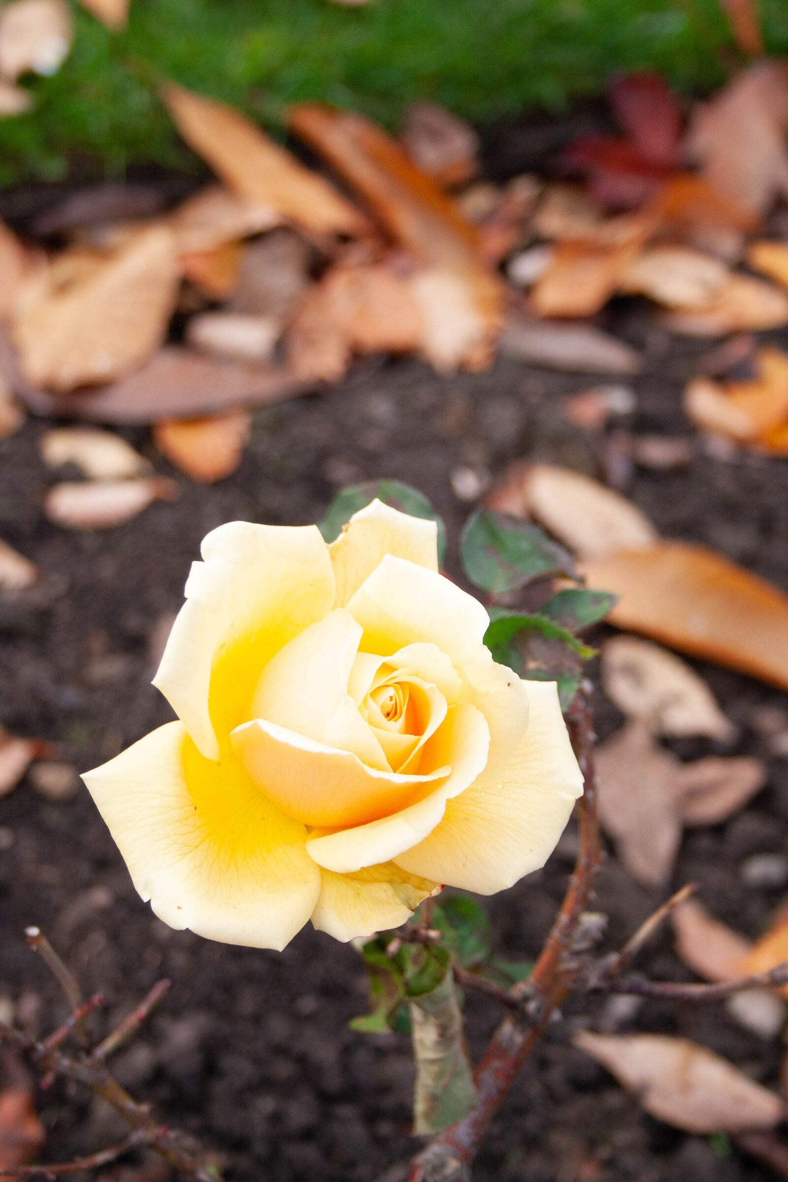 Canon EOS 350D (EOS Digital Rebel XT / EOS Kiss Digital N) sample photo. Yellow, rose, flower photography