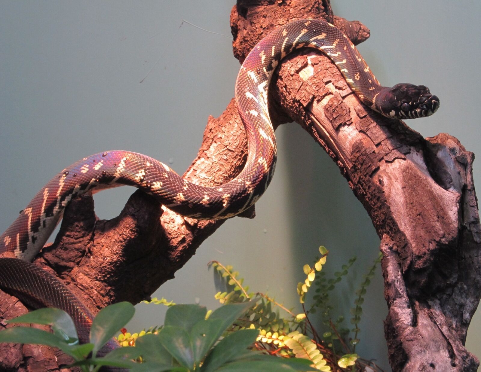 Canon PowerShot SX130 IS sample photo. Boelens python, snake, wildlife photography