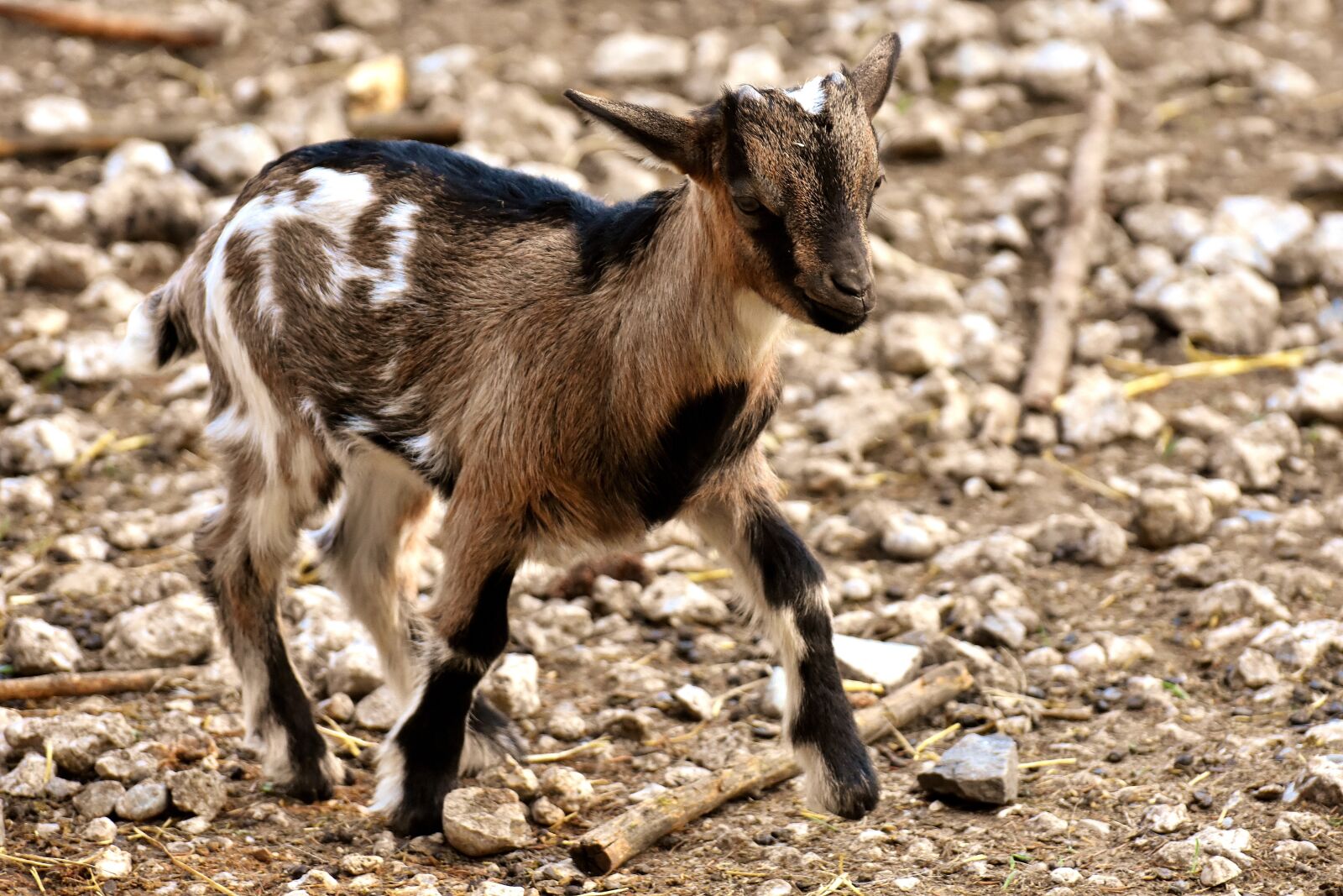 Nikon D7200 sample photo. Goat, young animals, playful photography