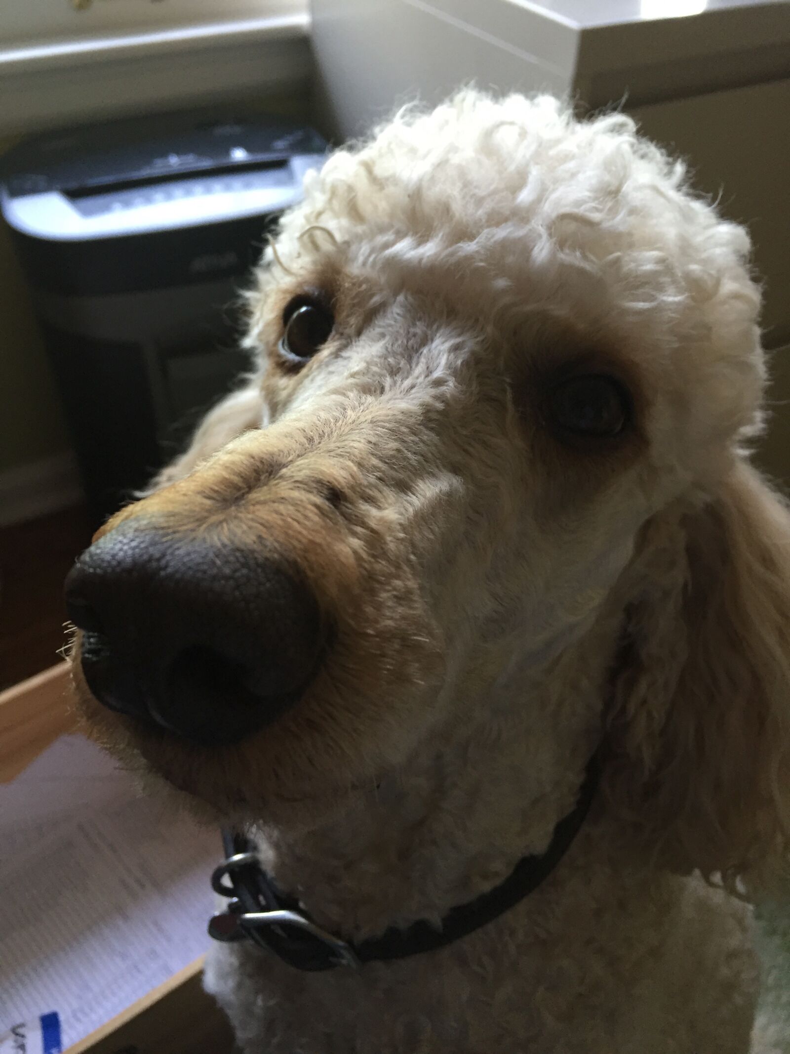 Apple iPhone 6 sample photo
