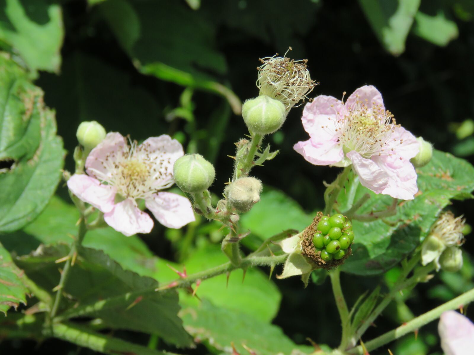 Canon PowerShot SX60 HS sample photo. Blackberry bush, flowers, blossom photography