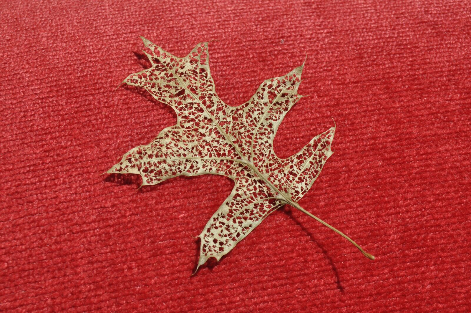 Nikon D90 sample photo. Leaf, leaves, nature photography
