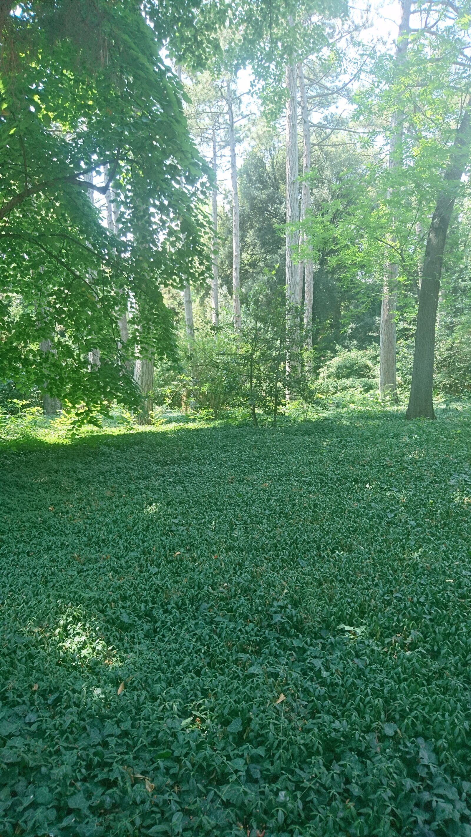 Sony Xperia X Compact sample photo. Garden, greens, in the photography