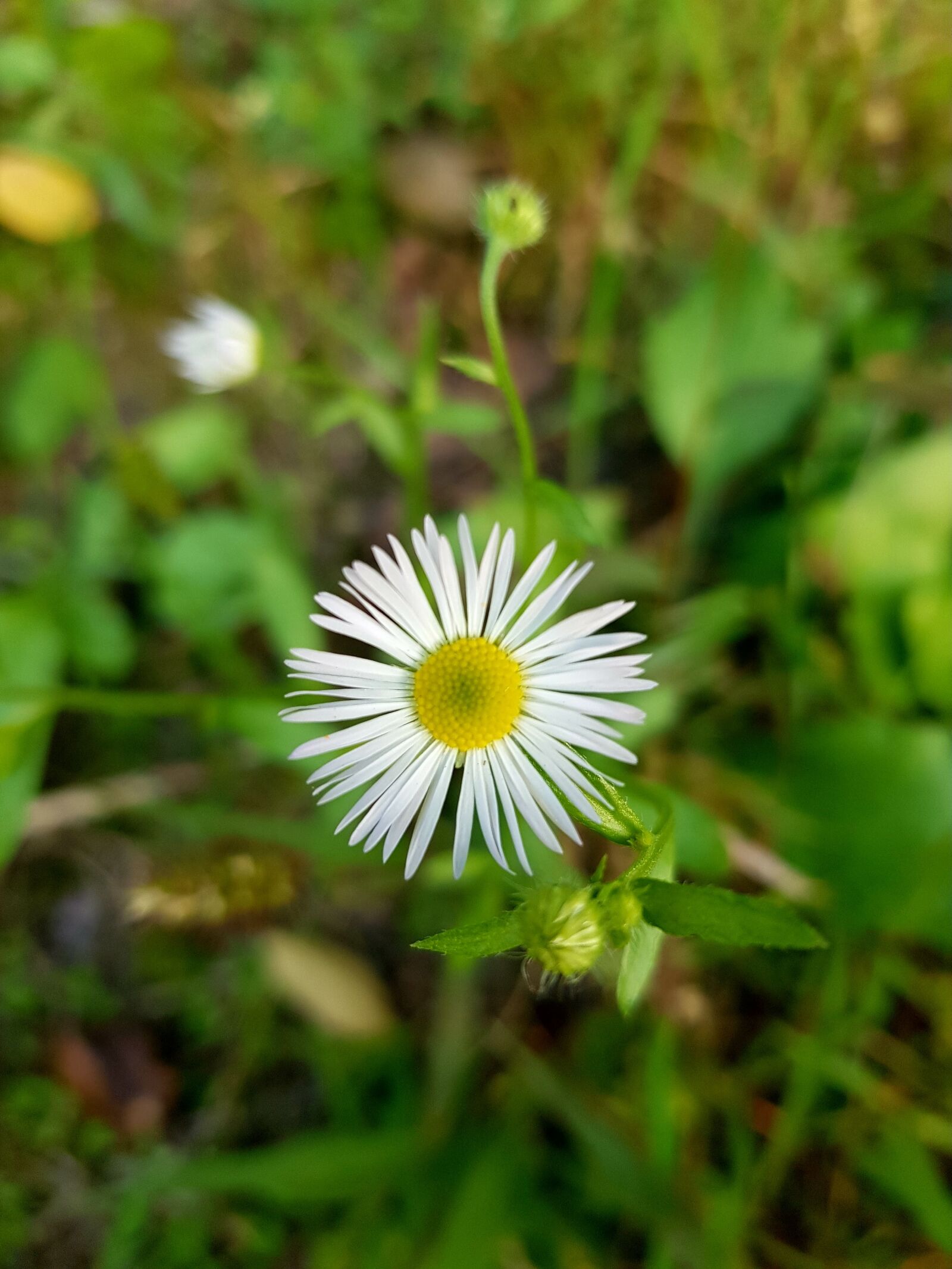 Samsung Galaxy S8 sample photo. Van, nature, blooms at photography
