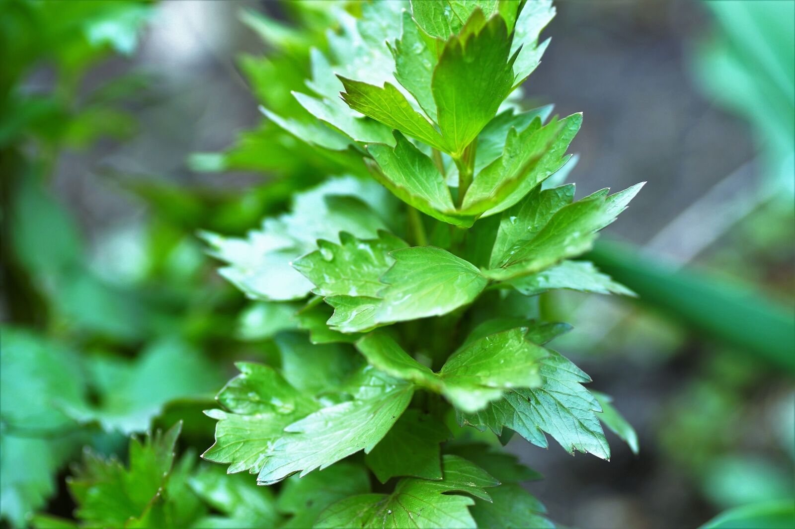 Sony SLT-A58 sample photo. Lovage, soup seasoning, herb photography