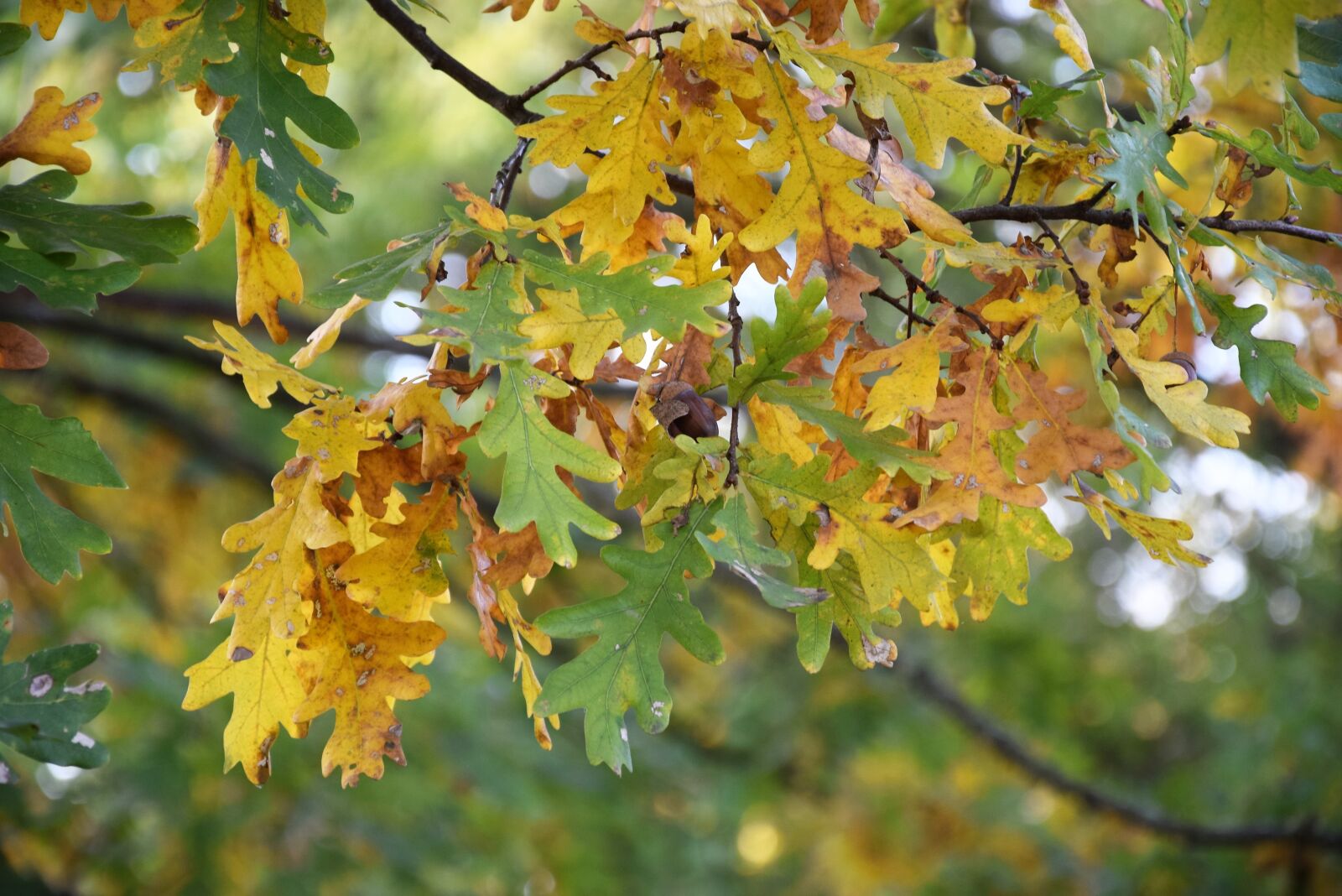 Nikon D5300 sample photo. Foliage, autumn, nature photography