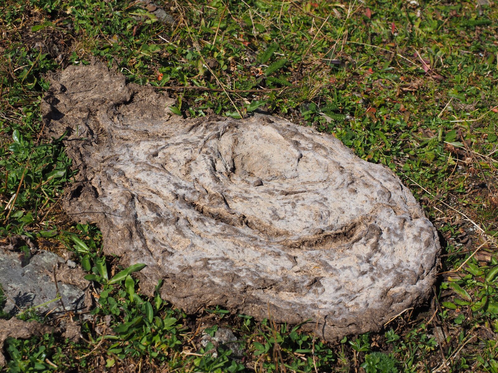 Olympus OM-D E-M1 + Olympus M.Zuiko Digital ED 12-40mm F2.8 Pro sample photo. Cow dung, flat bread photography